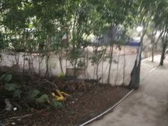 -小洲村