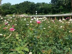 -人民公园(罗湖区)