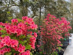 -藏龙百瀑风景区