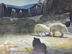 -海合安成都极地海洋公园