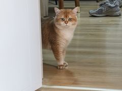 -爱洗澡的猫(望京店)