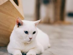 -楼上猫咖(罗湖店)