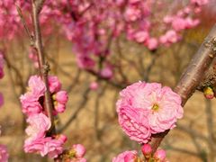 -朱辛庄(地铁站)