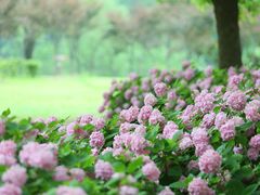 -上海滨江森林公园