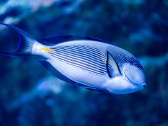 -上海海昌海洋公园