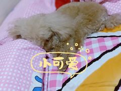 -创凡宠物医院·骨专科  猫科中心(西乡分院)