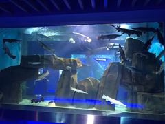 -石家庄海洋公园