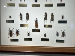 -上海昆虫博物馆