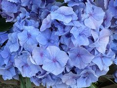 -荷兰花海