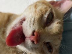 -乐琪宠物医院·犬猫专科·骨外科·急重症