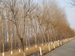 -东郊湿地公园