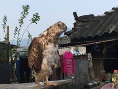-西双版纳基诺山寨