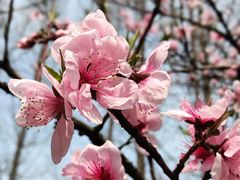 -金鸡湖桃花岛