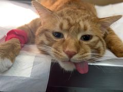 -艾贝尔宠物医院·24H转诊中心·肿瘤猫专科(江宁双龙店)