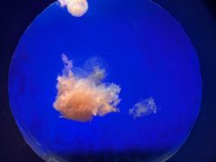 -江和美海洋公园