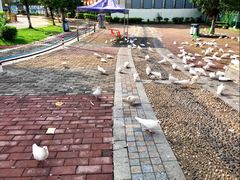 -飞来湖湿地公园