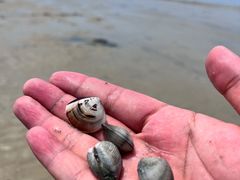 -红树林天天赶海