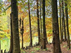 -上海海湾国家森林公园