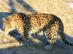 -大连森林动物园