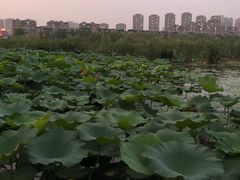 -前关湿地公园