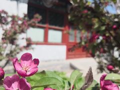 -海棠花溪(元大都城垣遗址公园)
