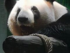 -灵玲国际马戏城