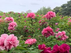 -圆明园遗址公园-藻园门售票处