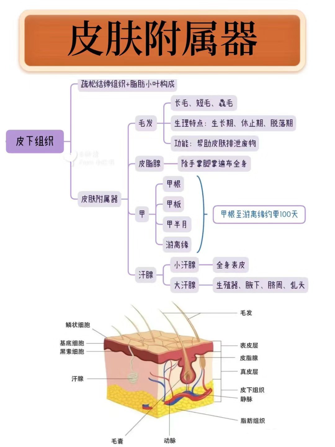 皮肤结缔组织结构图图片