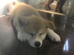 -乐宠宠物店(世纪金源店)