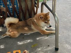 -柴犬高等学院·狗咖·柴犬售卖·宠物训练