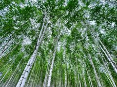 -北极村旅游风景区