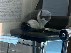 -万博宠物医院·手术·诊疗(未央凤城五路店)