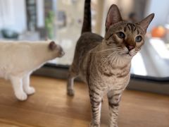 -Cappucimeow猫咪咖啡馆(韦伯时代店)