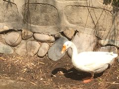 -丽泽山庄·生态怀柔菜·虹鳟鱼(红螺寺店)