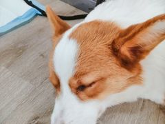 -浣熊柯尔鸭土拨鼠·电玩咖