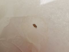 -东方饺子王(大屯路店)