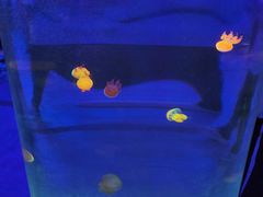 -锦艺城海洋馆