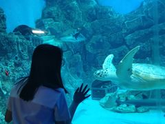 -芜湖新华联大白鲸海洋公园