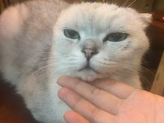 -李小姐の猫咖啡馆(五角场店)
