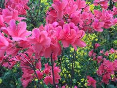 -南汇桃花村
