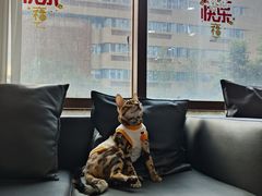 -谐和益家动物医院·免疫绝育·血液透析·宠保定点医院(高新伊藤分院)