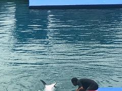 海豚表演-芽庄珍珠岛游乐园