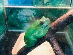 -上海大自然野生昆虫馆(东方明珠·爬宠昆虫探索中心)