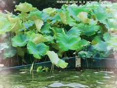 -西湖游船