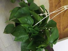 -秦美花卉(天朗·莱茵小城2期店)