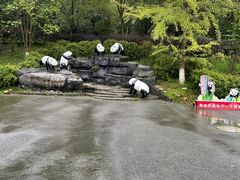 -都江堰中华大熊猫苑