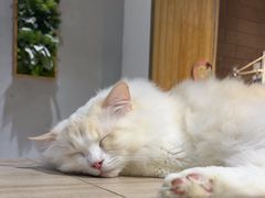 -藏猫猫咖啡主题馆(中央大道店)