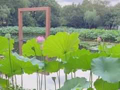 -陈家山荷花公园