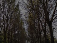 -沈阳鸟岛