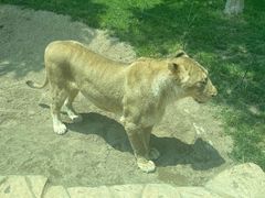 -北京野生动物园